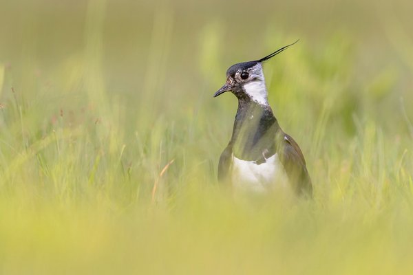 Qu'est-ce qui rend le cinéscénie du Puy du Fou si spectaculaire ?